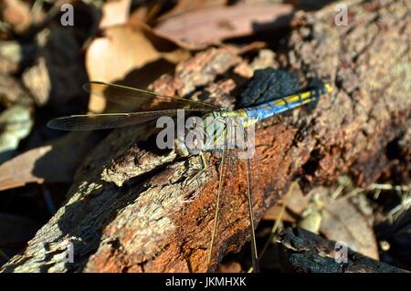 Libelle Stockfoto