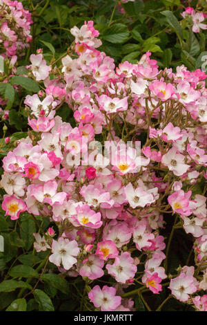 Große Ansammlung von blass rosa und weißen einzelne Rosen Stockfoto
