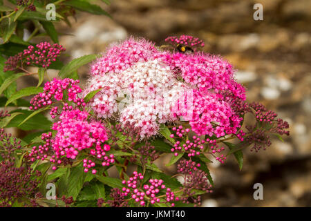 Panoramablick über attraktive rote und rosa Blütentrauben Strauch Spiraea Japonica "Shirobana" Stockfoto