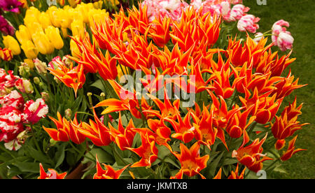 Spektakuläres Feuerwerk der Masse gepflanzten Tulpen mit ungewöhnlichen & spektakuläre Blüten, doppelte rosa gestreift mit weiß, gelb, Orange gefärbt mit gold Stockfoto