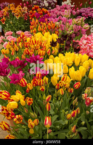 Spektakuläres Feuerwerk der Masse gepflanzt Tulpen mit ungewöhnlichen und spektakulären Blüten - doppelte rosa, dunkel-rot, rot mit Gold und lebhaft gelb gestreift, Stockfoto