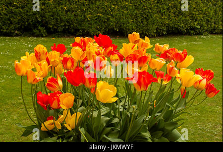 Cluster von lebhaft orange, gelbe und rote Tulpen wachsen im Garten neben grünen Rasen und Hecke im englischen Garten Stockfoto