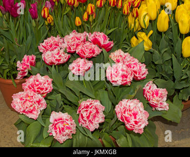 Cluster von spektakulären und ungewöhnliche Doppel rosa Tulpen, umgeben von grünem Laub, wächst im englischen Garten Stockfoto