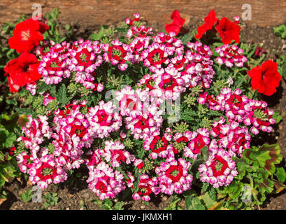 Cluster von ungewöhnlichen und atemberaubende rote und weiße Blüten von Eisenkraut, eine niedrig wachsende Bodendecker oder Steingarten Pflanze. Stockfoto