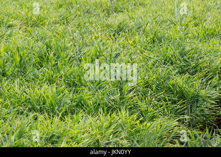 Ingwer-Feld Stockfoto