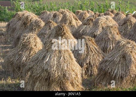 Haufen Heu in Karnataka Stockfoto