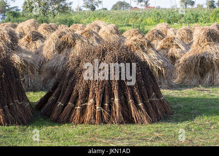 Haufen Heu in Karnataka Stockfoto