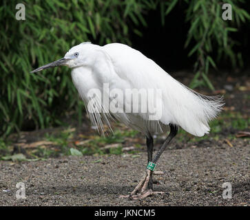 Seidenreiher (Egretta Garzetta) ein kleiner Reiher in der Familie Ardeidae. Stockfoto