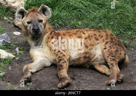 Gefleckte Hyäne Crocuta Crocuta aka die lachende hyena.genus Crocuta. in Afrika südlich der Sahara heimisch. Stockfoto