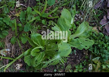 Eine grüne Chinakohl mit Caterpillar Löchern hautnah, in einem verunkrauteten Garten. Stockfoto