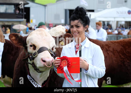 Builth Wells, Wales, UK. 24. Juli 2017. Royal Welsh Show: Eröffnungstag der größten 4-Tages-Landwirtschaftsausstellung in Wales. Nach zu urteilen hat bereits in der Vieh-Arena - hier gezeigten ersten Klassensieger in der Hereford junge Stier-Klasse begonnen. Foto-Steven Mai / Alamy Live News Stockfoto