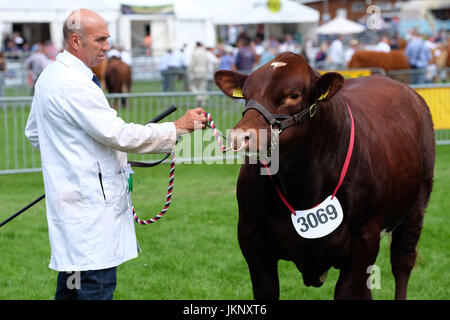 Royal Welsh Show - Juli 2017 - A Beef Shorthorn Stier steht stolz mit seinem Führer in der Beurteilung Ring - heute ist der Tag der Eröffnung der größten viertägige Landwirtschaftsausstellung in Europa - Credit: Steven Mai / Alamy Live News Stockfoto