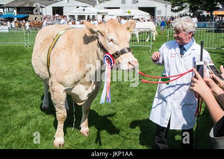 Builth Wells, Wales, UK. 24. Juli 2017. Erste Preis Champion britische Blonde Bull Rasse nach Auszeichnung am Vieh Ring bei The Royal Welsh Showground.Llanelwedd, Builth Wells, Powys, Wales, UK. Sonnigen Eröffnungstag der 4-tägigen Veranstaltung, die das größte seiner Art in Europa ist. Bildnachweis: Paul Quayle/Alamy Live-Nachrichten Stockfoto