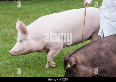 Builth Wells, Wales, UK. 24. Juli 2017. Large White pig in The Royal Welsh Showground.Llanelwedd,Builth Wells, Powys, Wales, UK. Sonnigen Eröffnungstag der 4-tägigen Veranstaltung, die das größte seiner Art in Europa ist. Bildnachweis: Paul Quayle/Alamy Live-Nachrichten Stockfoto