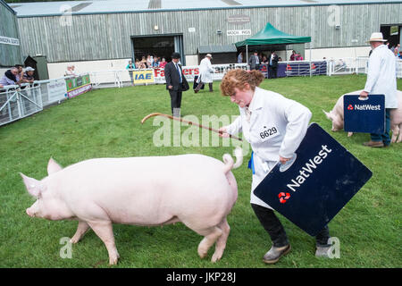 Builth Wells, Wales, UK. 24. Juli 2017. Schwer zu kontrollieren "Großen weißen" Rasse Schwein an The Royal Welsh Showground.Llanelwedd,Builth Wells, Powys, Wales, UK. Sonnigen Eröffnungstag der 4-tägigen Veranstaltung, die das größte seiner Art in Europa ist. Bildnachweis: Paul Quayle/Alamy Live-Nachrichten Stockfoto