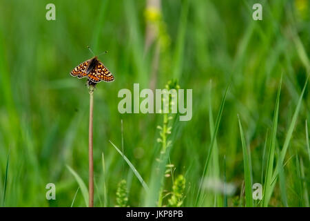 Marsh Fritillary Butterfly (Etikett Aurinia), Eifel, Deutschland. Stockfoto