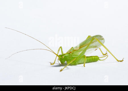 Green Bush Cricket auf weißem Hintergrund Stockfoto