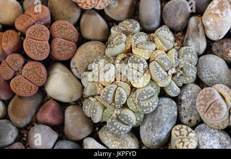 Lebendige Steine (lithops) sukkulenten Pflanzen in einer Kiesgrube gedeihen überstieg Miniatur Innengarten, Großbritannien Stockfoto