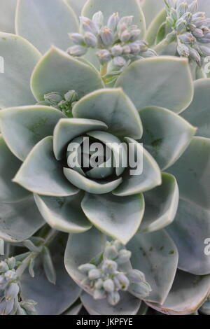 Süß riechenden Sedum (Sedum Suaveoleus), eine Vielzahl von Mauerpfeffer gedeihen in einem warmen, sonnigen indoor Ort, UK - Juni Stockfoto