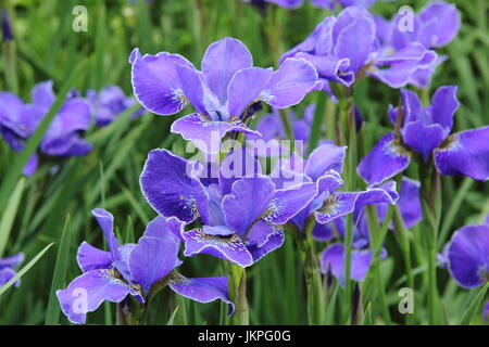 Iris Sibirica 'Silver Edge' blüht in einem Gartenrand. VEREINIGTES KÖNIGREICH Stockfoto