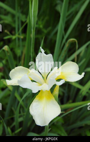 Iris Sibirica "Träumen gelb" Sibirische Schwertlilie oder sibirischen Flagge, blühen im Garten Grenze im Sommer (Juni) Stockfoto