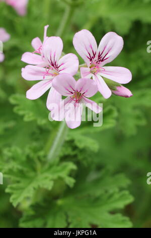 Zitrone duftenden Geranien (Pelargonium Crispum) in voller Blüte an einem warmen, sonnigen indoor Ort im Sommer - Juni, UK Stockfoto