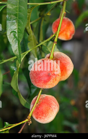 reife Pfirsiche im Garten Stockfoto