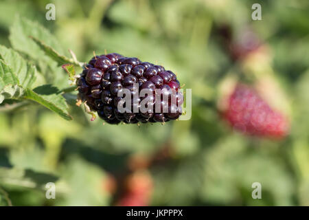 Brombeeren auf den Busch Stockfoto