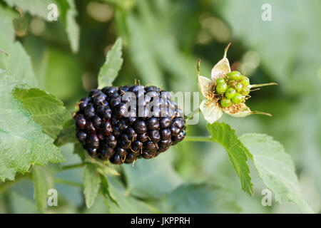 Brombeeren auf den Busch Stockfoto