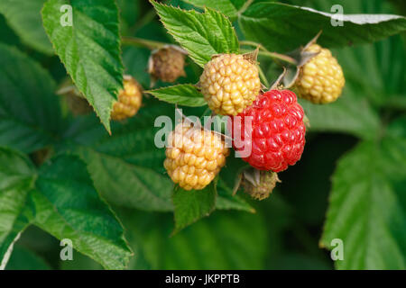 Himbeeren auf den Busch Stockfoto