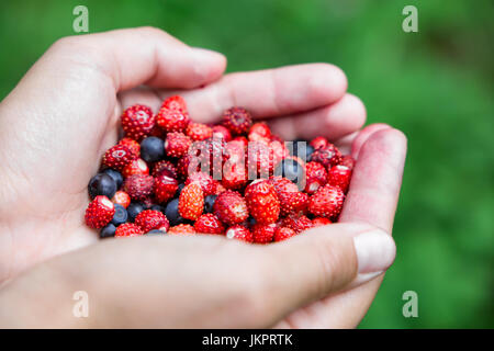 Frau mit Wald Beeren in offenen Handflächen, Nahaufnahme. Bio-Lebensmittel-Konzept. vertikale Stockfoto