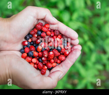 Frau mit Wald Beeren in offenen Handflächen, Nahaufnahme. Bio-Lebensmittel-Konzept. vertikale Stockfoto