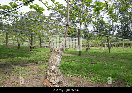 Ein neues Transplantat der Kiwis auf einen alten Stamm im Obstgarten, Kerikeri, Neuseeland, NZ Stockfoto