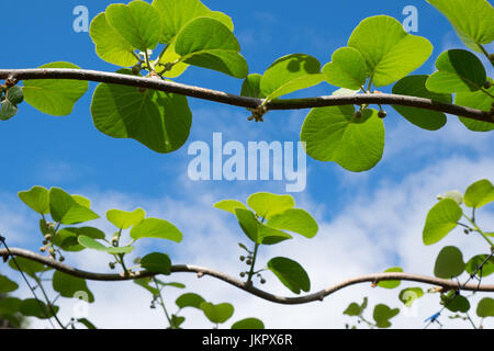 Kiw Obst Knospen und Blätter im Obstgarten, Kerikeri, Neuseeland, NZ Stockfoto