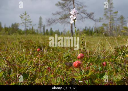 Nahaufnahme einer Wolke Beere auf einem Sumpf mit einer Heide Spotted-Orchidee (Dactylorhiza Maculata) im Hintergrund, Bild aus Nordschweden. Stockfoto