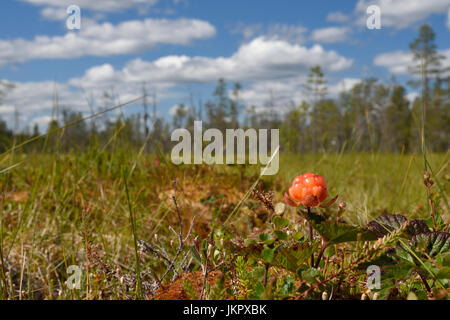 Nahaufnahme einer Cloud-Beere auf einem Sumpf mit einem blauen Himmel im Hintergrund, Bild aus Nordschweden. Stockfoto