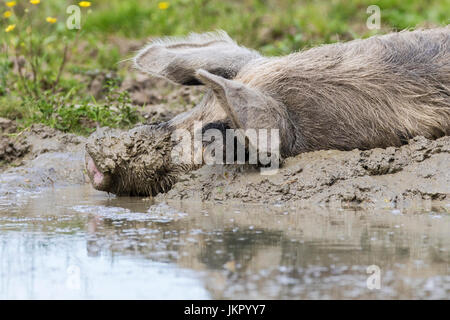 Das Hausschwein schwelt im Schlamm aus Lonjsko polje, Kroatien Stockfoto