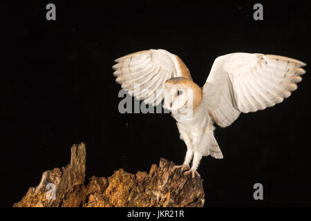 Scheune Owlet.  (aufgenommen am Zeitplan 1 lizenzierte Website) erstreckt sich seine Flügel. Er flog nach nahen Baum kurz nach dem ersten Flug! Stockfoto