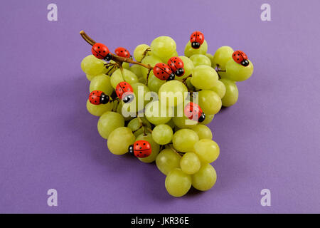 Invasion der Marienkäfer auf Weintraube. Vibrant Farbe Türkis oder violett Hintergrund. Minimalistisches Design Still Life Fotografie. Stockfoto