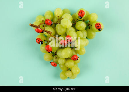 Invasion der Marienkäfer auf Weintraube. Vibrant Farbe Türkis oder violett Hintergrund. Minimalistisches Design Still Life Fotografie. Stockfoto