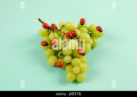 Invasion der Marienkäfer auf Weintraube. Vibrant Farbe Türkis oder violett Hintergrund. Minimalistisches Design Still Life Fotografie. Stockfoto