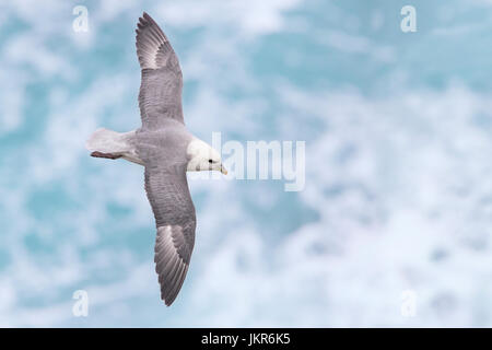 Nördlichen Fulmar (Fulmarus Cyclopoida Auduboni), Stockfoto