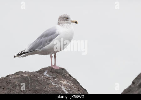 Glaucous Gull (Larus Hyperboreus Leucerectes), unreif, auf einem Felsen Stockfoto