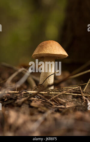 Pilz braun Cap Steinpilzen. Essbare ein Pilz braune Haube Boletus (Leccinum Scabrum) im Herbst Wald. Hautnah. Stockfoto