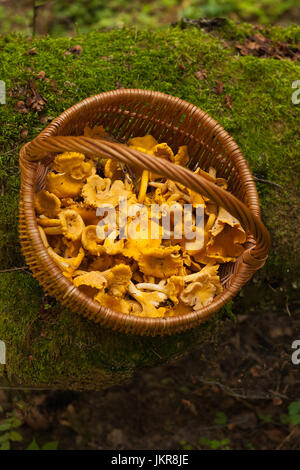Frische Pilze Pfifferlinge im Weidenkorb auf alte Log mit Moos im Wald. Ansicht von oben. Essbare Pilze Pfifferlinge im Wald. Stockfoto