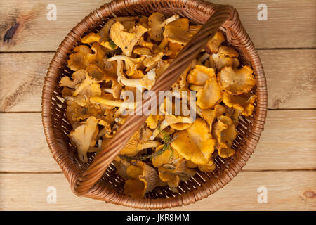 Frische Speisepilze Pfifferling In Weidenkorb auf hölzernen Hintergrund, Ansicht von oben. Frischen Pfifferlingen. Stockfoto