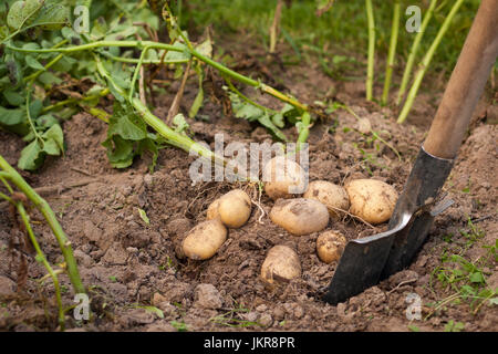 Ernte von Kartoffeln. Frische Kartoffeln aus Erde mit Spaten zu graben. Frische Kartoffel. Erntezeit, Saison. Stockfoto