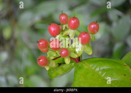 Nahaufnahme von Hypericum Androsaemum bekannt als süße Bernstein oder Tutsan wächst in einem Reifen offene Holz re mehrjähriger Strauch natürlichen Wald Hang Garten Stockfoto