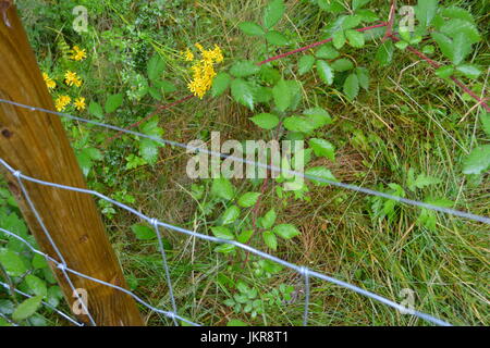 Lager zaun Einzäunung mit Post aufrecht in Überwucherten reife wilden Garten mit Dornen wilden Blumen und Gras im Hintergrund re Grenze fechten UK Stockfoto