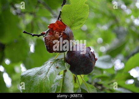 Nahaufnahme von Fäulnis morsch Victoria pflaume Pflaumen auf Obst Baum hängen und angegriffen durch Wespen oder andere Schädlinge England Großbritannien gegessen Stockfoto